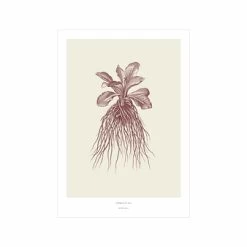 Décoration Murale Herbier Du Roi A3 - Rouge - Maison Baluchon